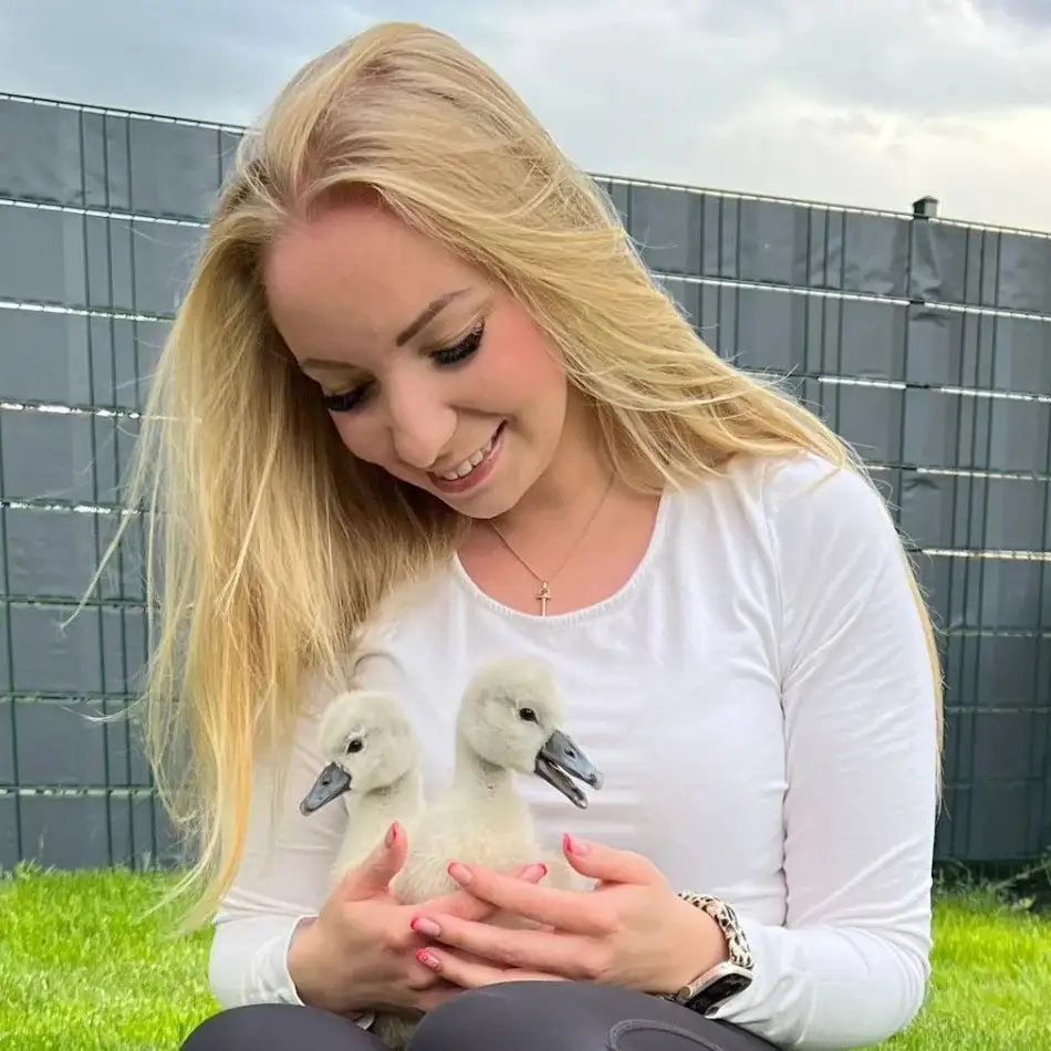 schwanenbabies